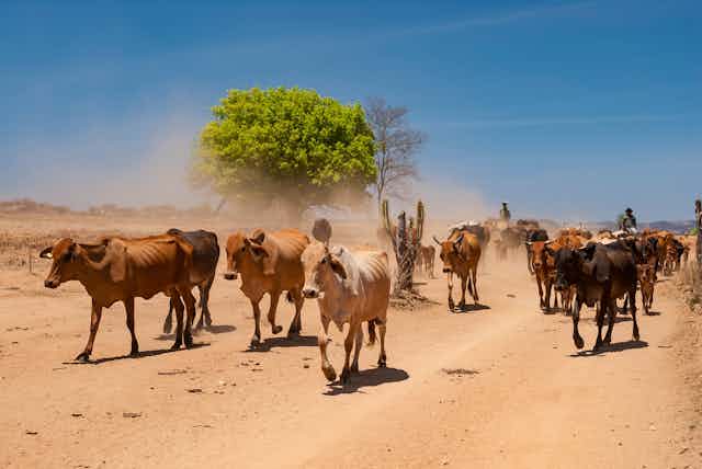 Cattle disturb dust on a hot, dry track.