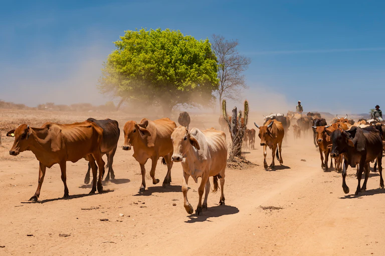 Cattle disturb dust on a hot, dry track.