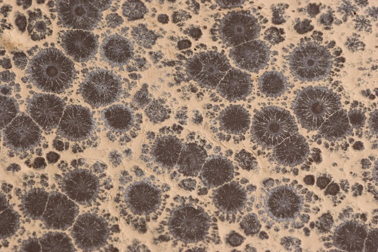 lighter colored circular pattern of bloom on a brown chocolate surface