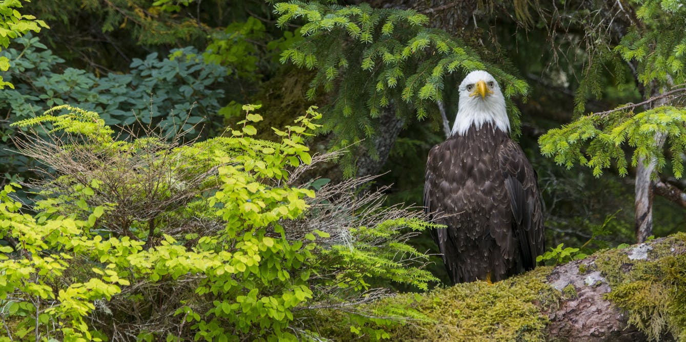 Biden restores roadless protection to the Tongass, North America’s largestrainforest