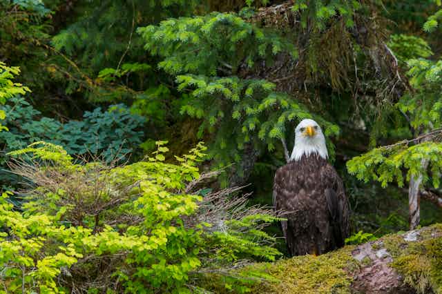 A bald eagle perches among evergreen trees.