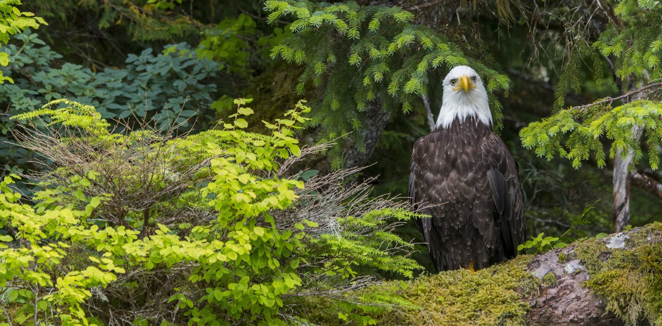 Biden restores roadless protection to the Tongass, North America's largest rainforest