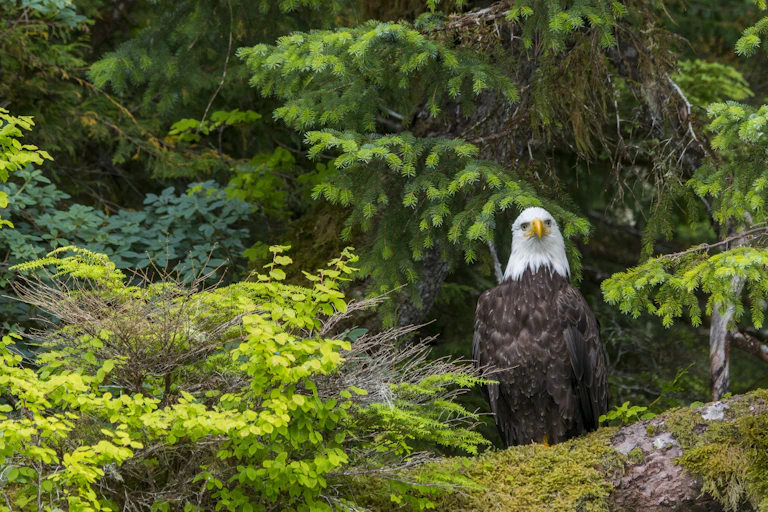 A bald eagle perches among evergreen trees.