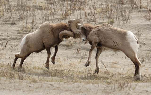 two male bighorn sheep fighting
