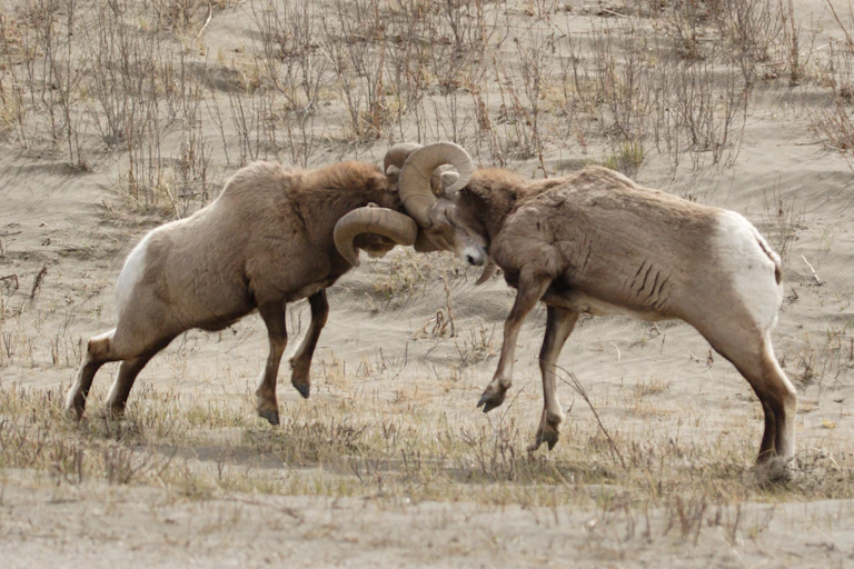 two male bighorn sheep fighting
