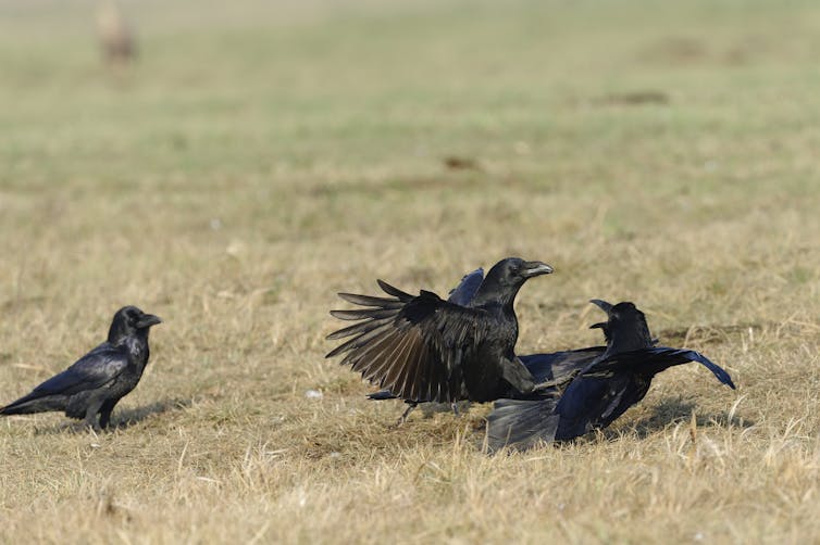 one black birds observes two others fighting
