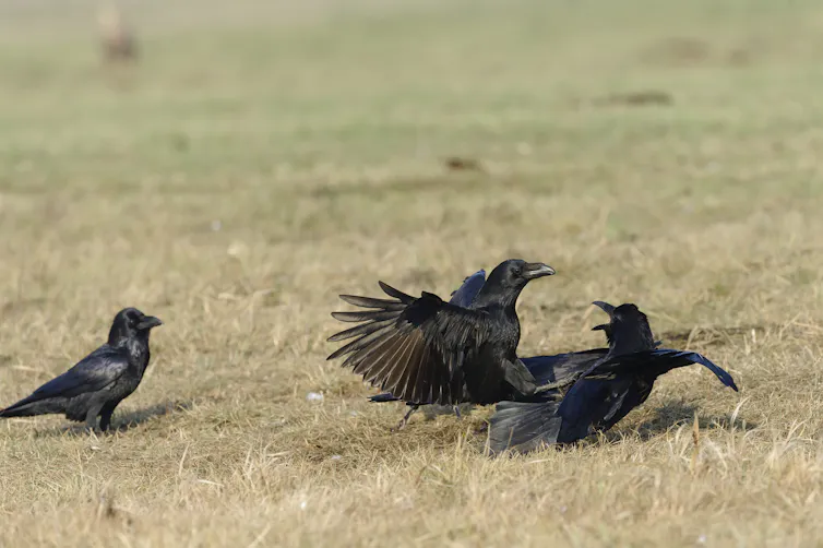 one black birds observes two others fighting