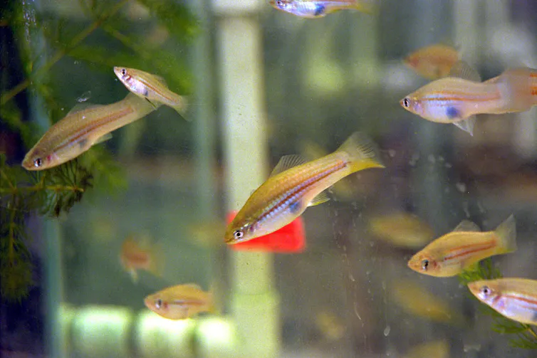 fish in an aquarium