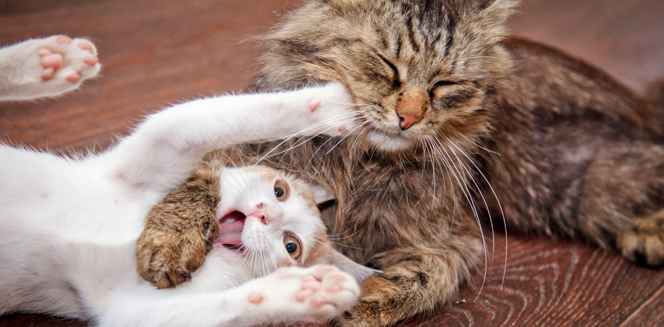 Are your cats fighting or playing? Scientists analysed cat videos to ...