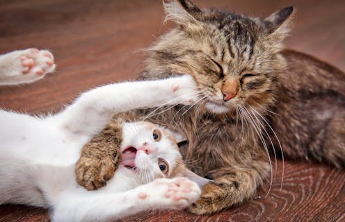 Are your cats fighting or playing? Scientists analysed cat videos to figure out the difference