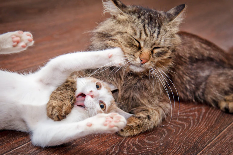 A brown tabby and a white cat tousling on a wooden floor