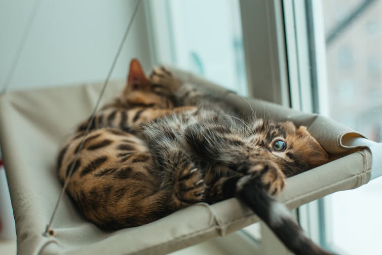 Two bengal kittens snoozing in a hammock near a window