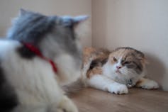 A cat flattening its ears and hissing at another approaching cat