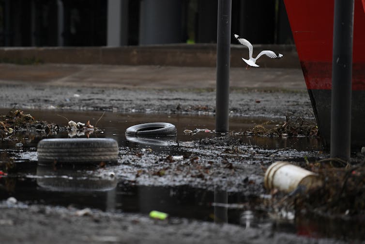 Rubbish-strewn water with bird flying above