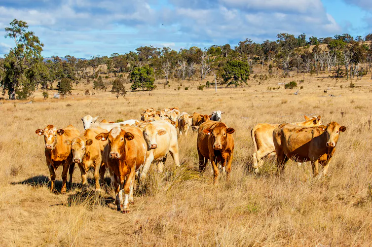 cattle queensland