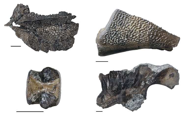 four fossil fragments arranged in a grid