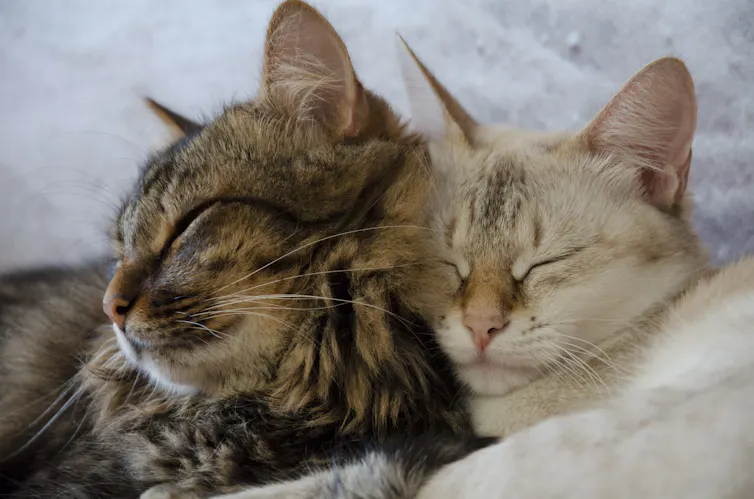 A tabby cat and a white cat snooze with their heads resting against each other