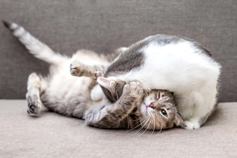 Two cats tumble on a sofa