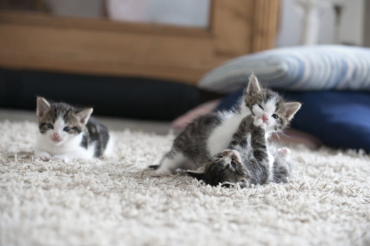 Three kittens play on a rug