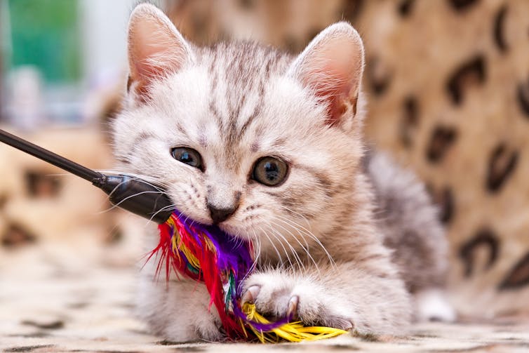 Kitten plays with a colourful feather wand toy
