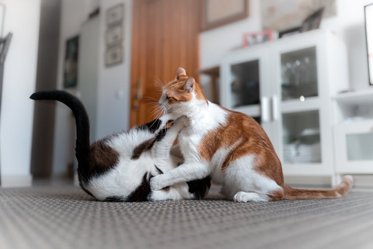 Two adult cats grapple playfully on the floor