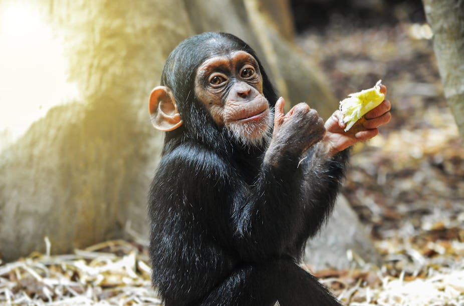 A baby chimpanzee holding a piece of food in one hand and showing thumbs up with the other hand.