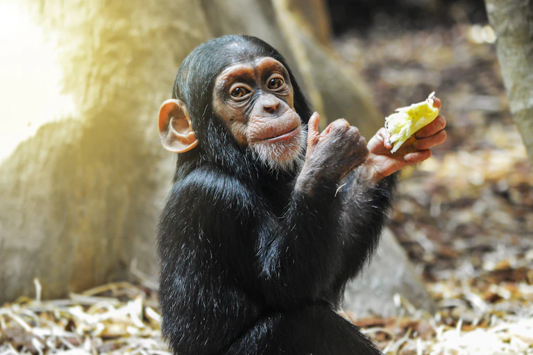 A baby chimpanzee holding a piece of food in one hand and showing thumbs up with the other hand.