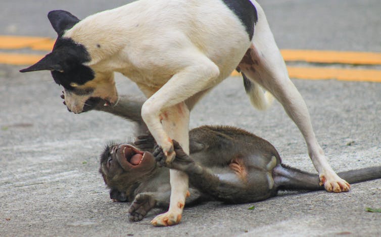 A black and white dog stands over a monkey in the street. The monkey has its mouth open.