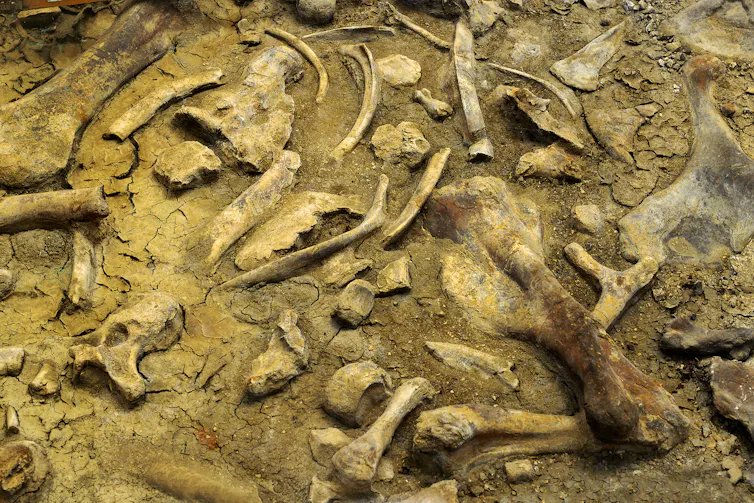 fossils in dry ground