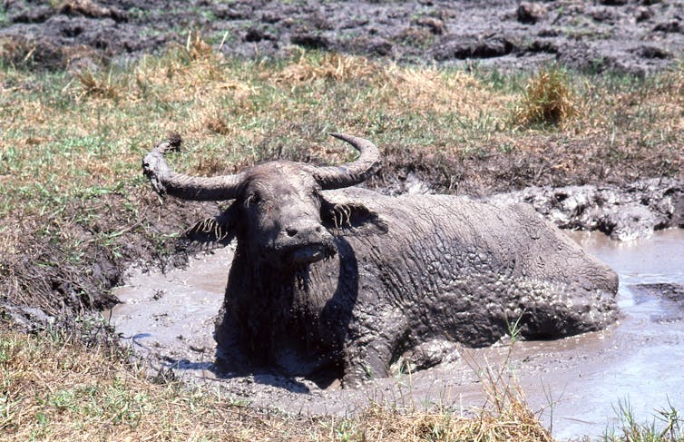 water buffalo in kakadu