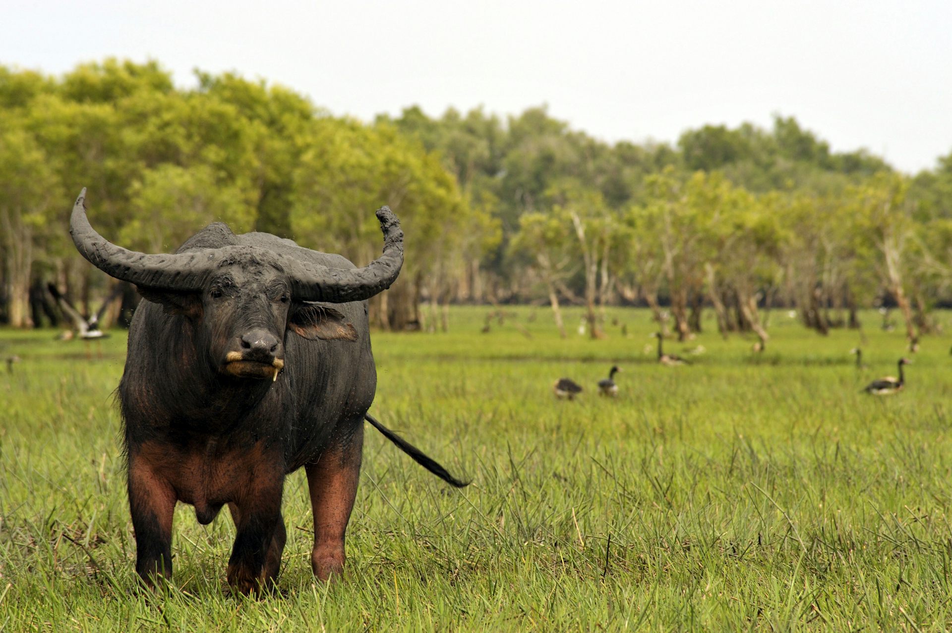 How culling Australia's feral water buffalo could help tackle