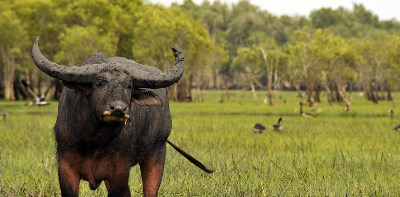 How culling Australia's feral water buffalo could help tackle climate change - The Conversation Indonesia