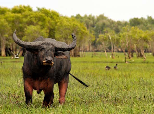 How culling Australia’s feral water buffalo could help tackle