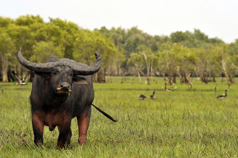 water buffalo NT