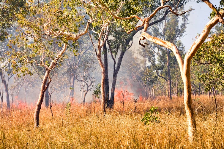Cool burn northern australia
