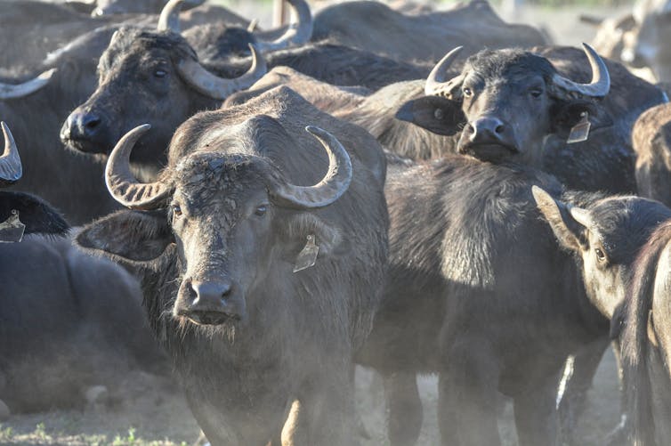 herd of buffalo australia