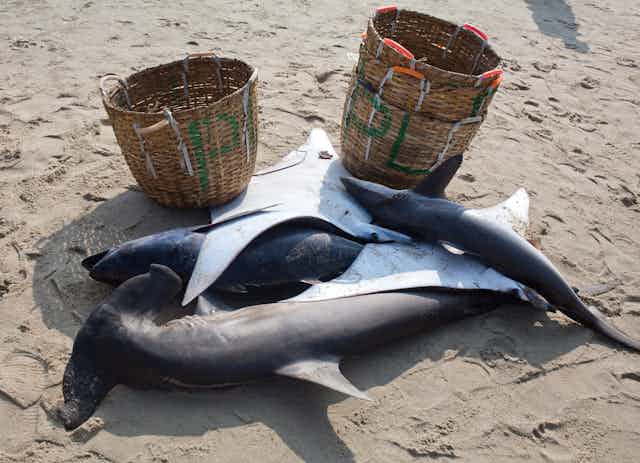 three shark carcasses on a beach with woven baskets in the background
