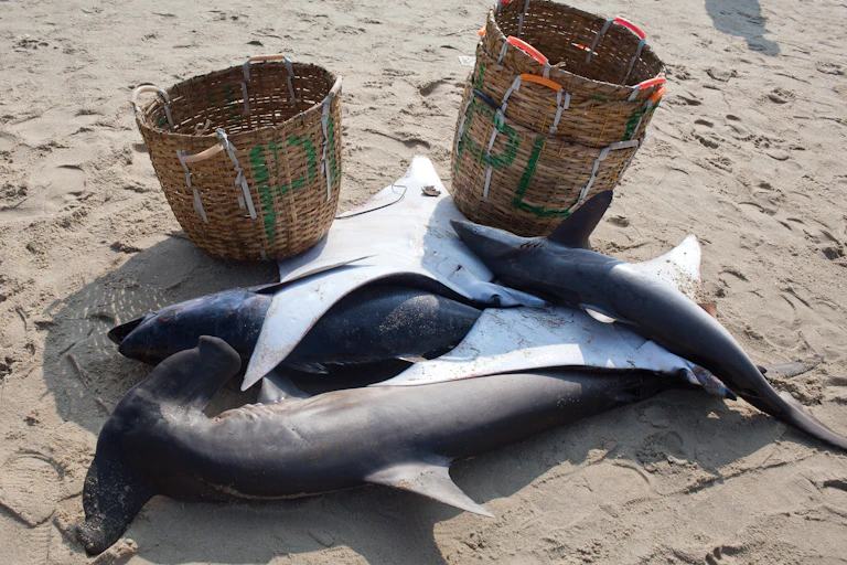 three shark carcasses on a beach with woven baskets in the background