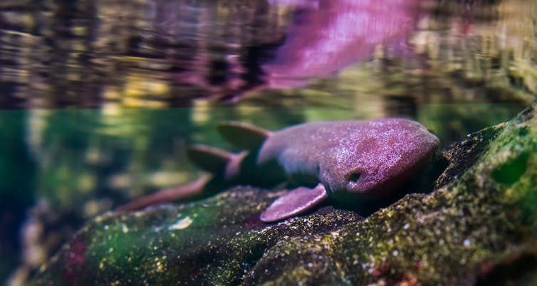 a small shark rests on a rock