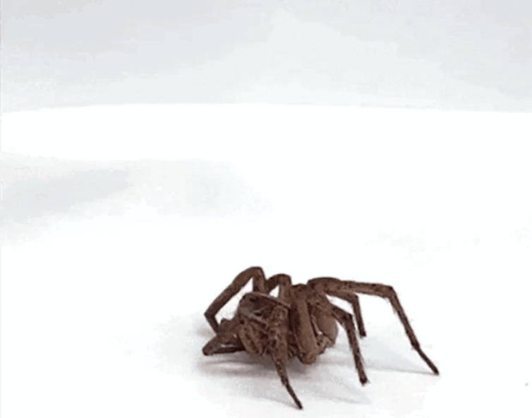 A video of a spider attached to a syringe being lowered onto another spider and picking it up