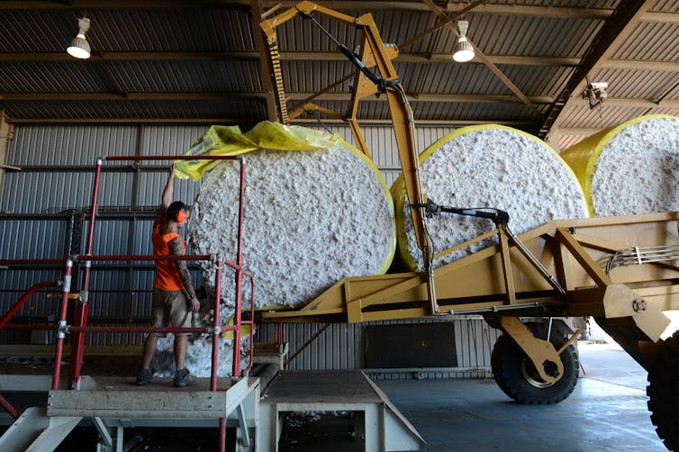 Cotton being unloaded at a cotton gin facility in Dalby, Queensland.