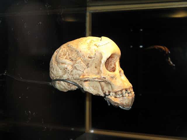 un crâne dans un musée