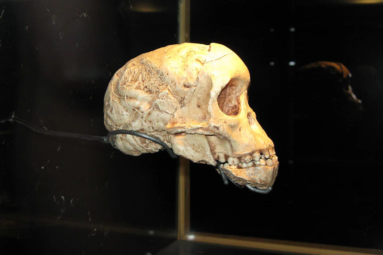 un crâne dans un musée