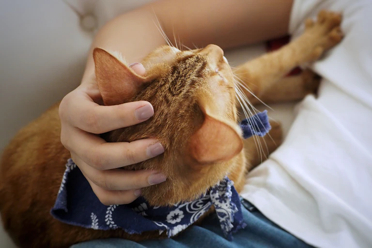 Un chat pétrit son maître