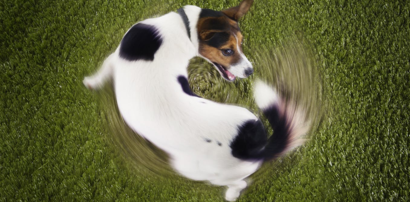 Pourquoi Mon Chien Se Roule Dans Le Caca Pourquoi les chats et les chiens ont-ils des quarts d'heure de folie ?