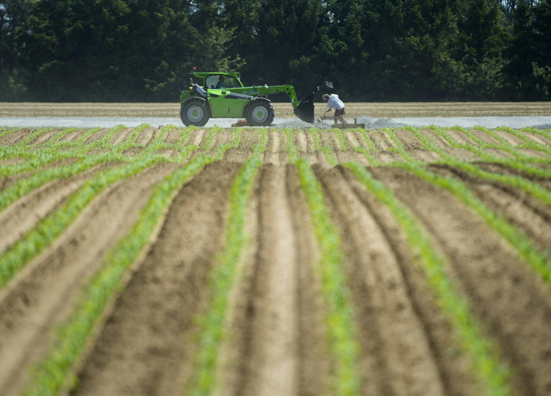 A person works in an asparagus field next to a green tractor.