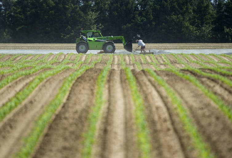 A person works in an asparagus field next to a green tractor.