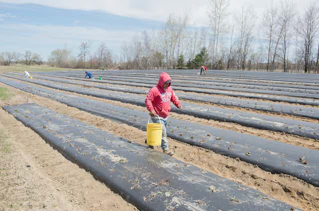 A man in a red hoodie carries a yellow bucket as he walks among rows of black tarp in a farmer's field.
