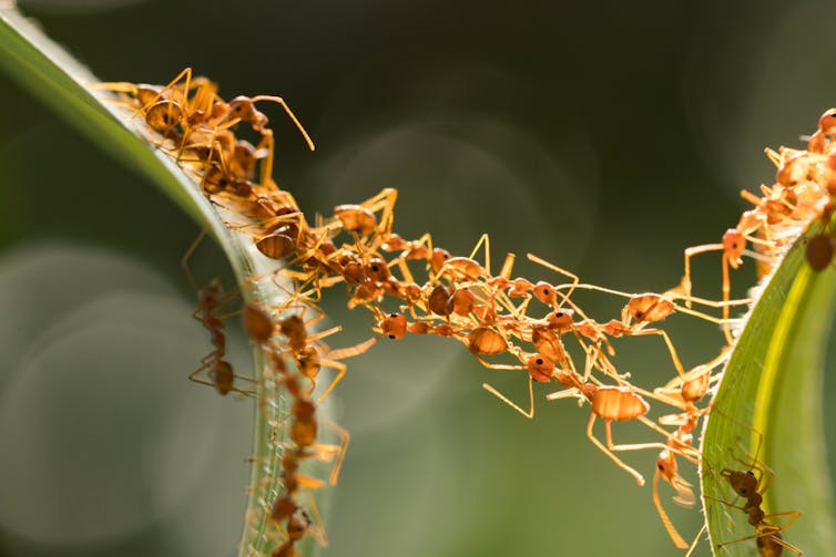 A close-up swarm of orange ants forming a living bridge between two green leaves