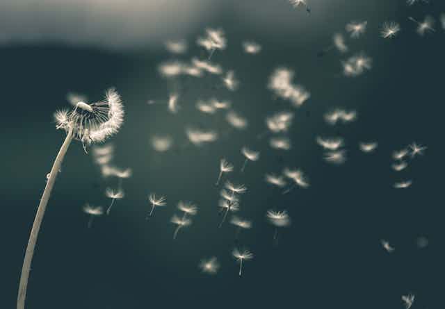 A dandelion seed head scattering its seeds in the wind